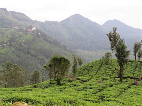 Tea Gardens Munnar 2019 All You Need To Know Before You Go With Photos Tripadvisor