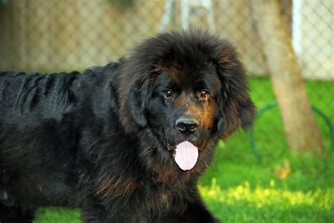 415+ Newfoundland Dog Names – Cute, Tough & More - My Dog's Name