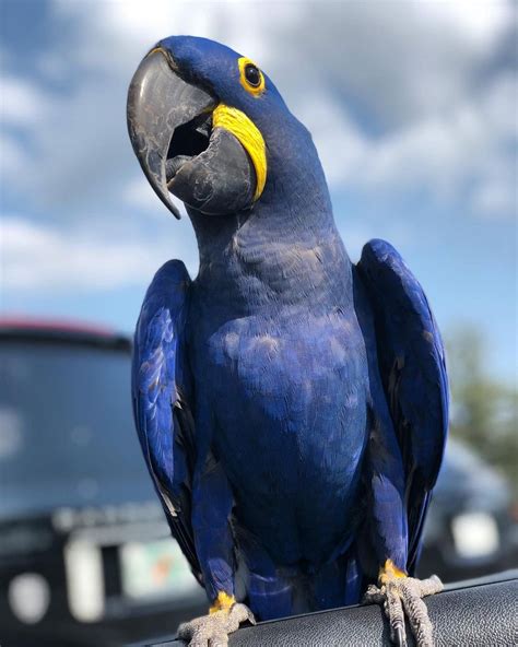 Hyacinth Macaw - Coloured Feathers Aviary