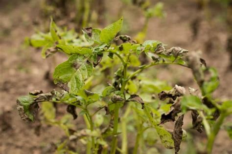 Potato Fungus » Tips for Identification & Control