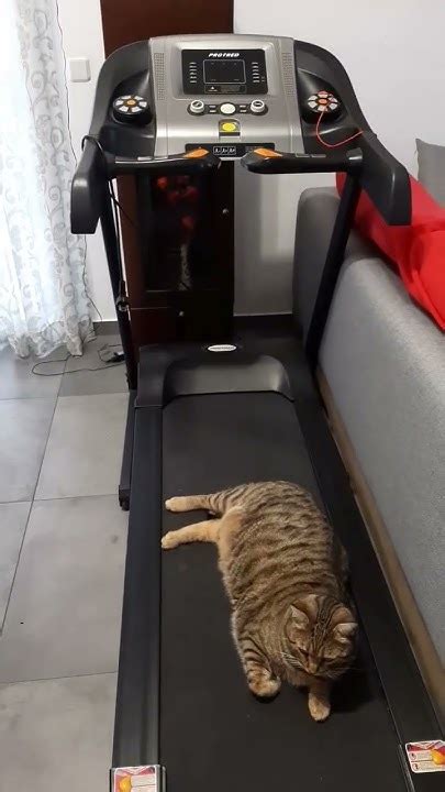 Беговая дорожка для кота. #cat #cats #shorts - YouTube