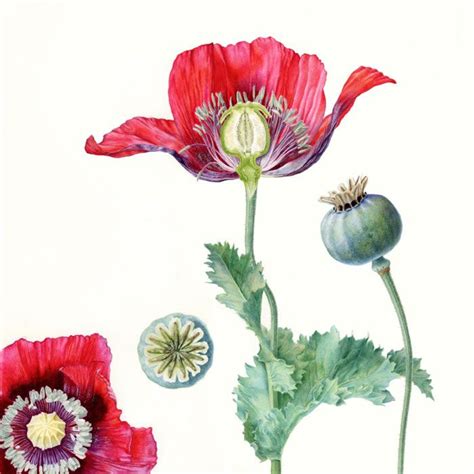 Botanical Illustration Carolyn Jenkins Folio Illustration Agency Botanical Painting