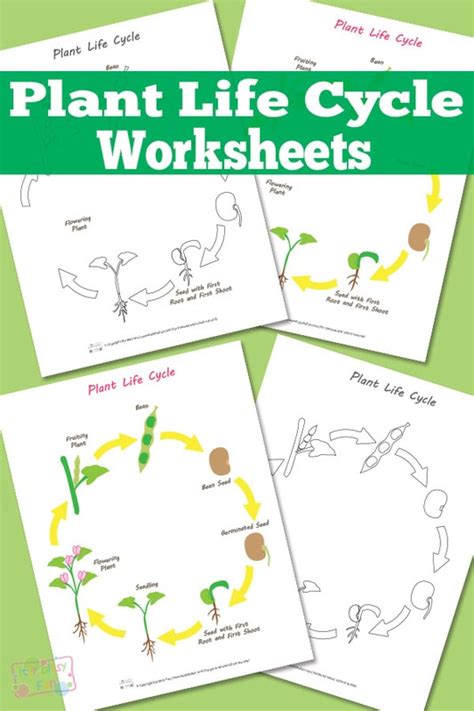 Plant Life Cycle Worksheet - itsybitsyfun.com