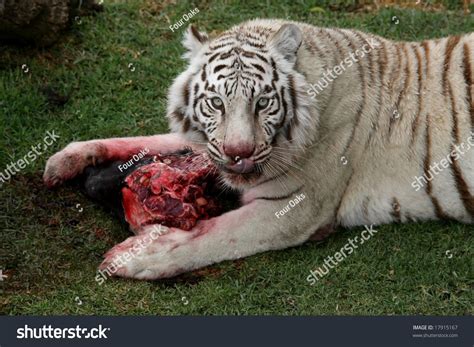 White Tiger Eating Bloody Meat Licking Stock Photo 17915167 | Shutterstock