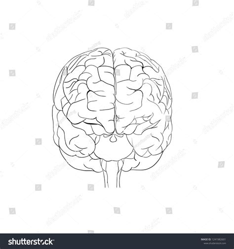 Human Brain Back View Stock Illustration 1241982601 | Shutterstock