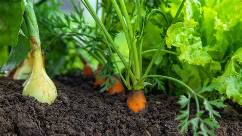 The Benefit Of Planting Onions Next To Carrots In Your Garden