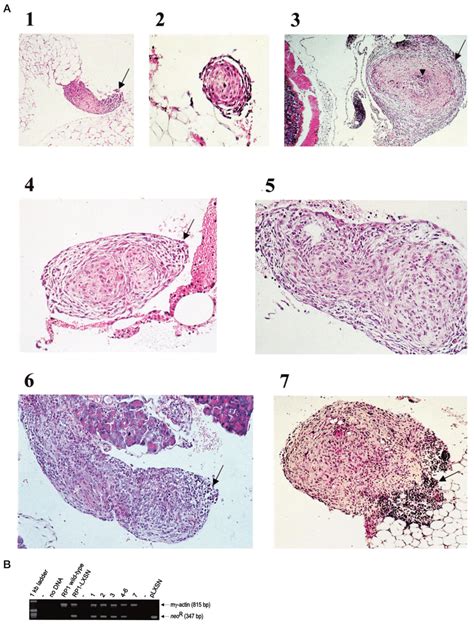 A Hes Staining On Paraffin Embedded Tissue Sections From Mice Injected