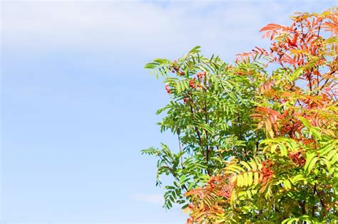 D A De Oto O Hermoso Rbol De Rowan Y Cielo Azul Foto Premium