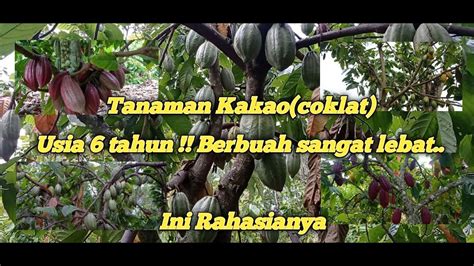 Tanaman Kakao Coklat Usia Tahun Masih Berbuah Lebat Cek Rahasia