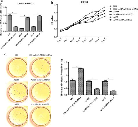 The Role Of Lncrna Meg3 In Tumor Growth Of Melanoma A Rt Qpcr Was Used