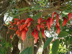 Erythrina Crista Galli