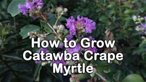 How To Grow Catawba Crape Myrtle Semi Dwarf Purple Crape Myrtle Youtube