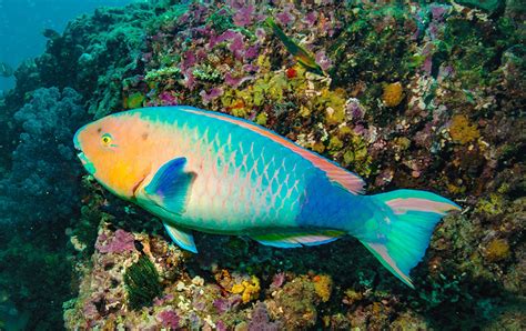 Ningaloo Reef | Western Australia Holidays - Natural Focus