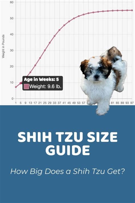 Shih Tzu Archives - Puppy Weight Calculator