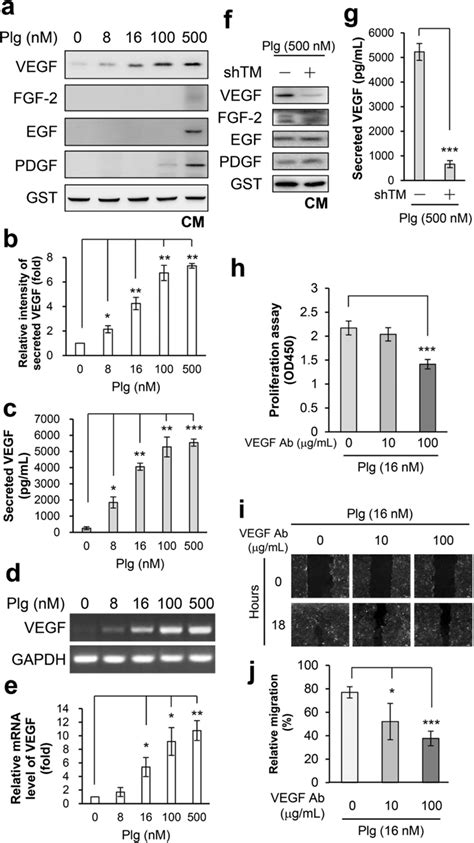 Epithelial Tm And Vegf Expression Are Essential For Plg Enhanced Hacat