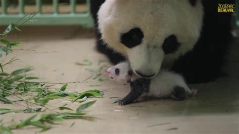 旅法大熊猫“欢欢”的双胞胎幼崽喜迎“满月”