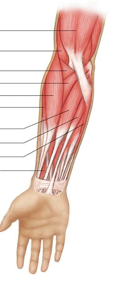 Arm Muscles Diagram Unlabeled