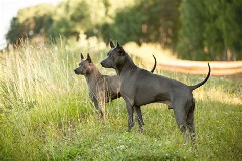 Thai Ridgeback Encyklopedia Ras Psów