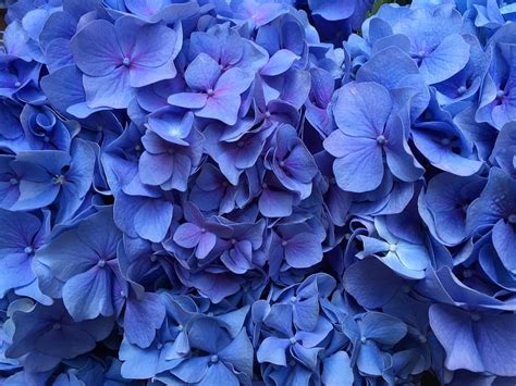 HD wallpaper: hydrangea, flowers, hortensia, petal, flowering plant, fragility | Wallpaper Flare