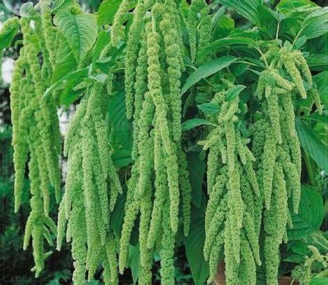 Купить семена Амарант Amaranthus Pygmy Torch - Сады Москвы