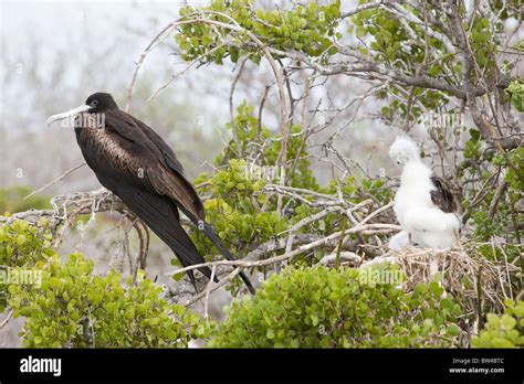 Magnificent Frigatebird Fregata Magnificens Female And A Downy Chick