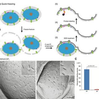 Labeling Of Ptdins P And Ptdins P In The Cytoplasmic Leaflet Of