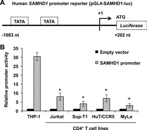 Promoter Methylation Regulates Samhd1 Gene Expression In Human Cd4 T