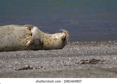 Seals Goat Rock Beach Sonoma County Stock Photo 1081469807 | Shutterstock