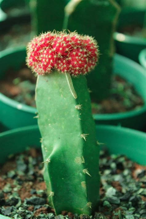 How To Grow And Care For Moon Cactus Easy Way To Garden