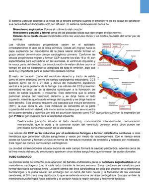 Sistema Nervioso Resumen Langman Sistema Nervioso Central Aparece