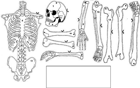 Atividade Montando Esqueleto Humano Ano Halloween Skeletons