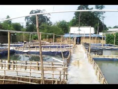 How To Success Cultivation Catfish And How Do I Start A Catfish Farm