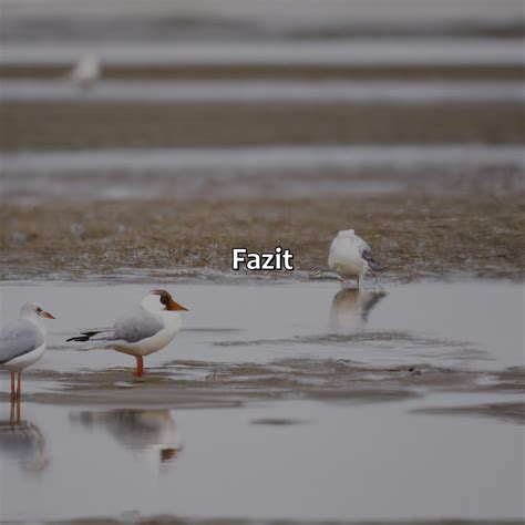 Welche V Gel Gibt Es An Der Nordsee Vogelwunderland