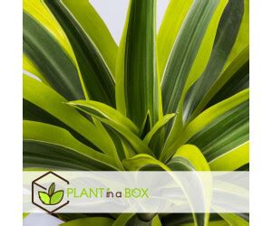 Plant In A Box Dracaena Fragrans Deremensis Lemon Lime Cm