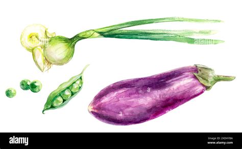 Eggplant Watercolor Painting Hi Res Stock Photography And Images Alamy