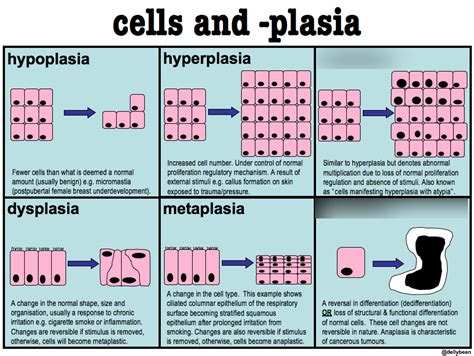 How Are Cancer Cells Different From Normal Cells Quizlet - CancerWalls