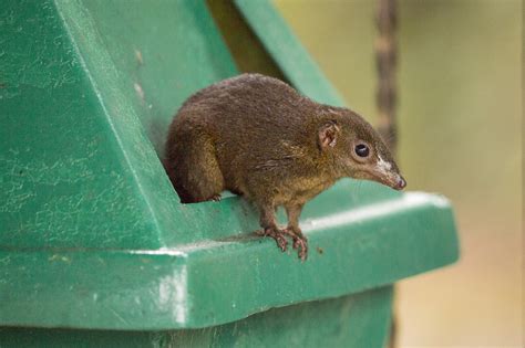 Mountain Treeshrew Mammals Wild Latitudes Borneo Tour