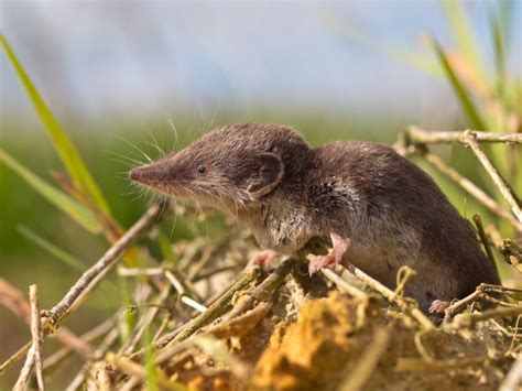 Are Shrews Bad For The Garden Shrew Damage And Benefits Gardening