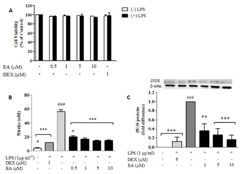 Effects Of Ellagic Acid EA On Cell Viability Production Of NO And