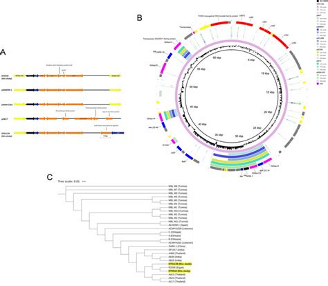 The Genetic Environment Of The Bla NDM 1 And Phylogenetic Context Of