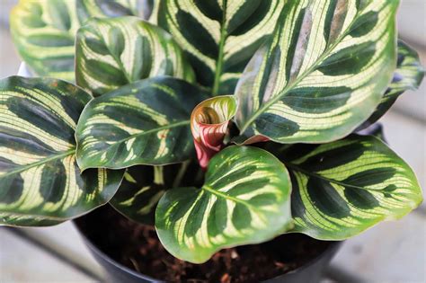 17 Beliebte Seltene Calathea Arten Mit Pflege Tipps