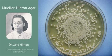 The Origin Of Mueller Hinton Agar BioLabTests