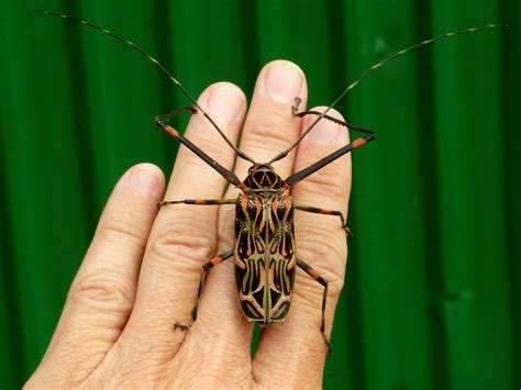 Longhorn Beetle Acrocinus Longimanus More Photos From The Flickr