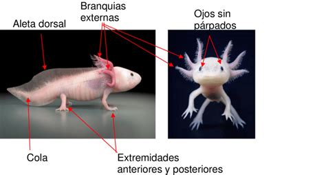 Morfología del ajolote Ambystoma mexicanum Download Scientific Diagram