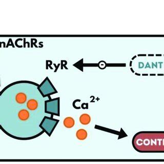 Mechanism of action of dantrolene. Dantrolene is a unique muscle... | Download Scientific Diagram