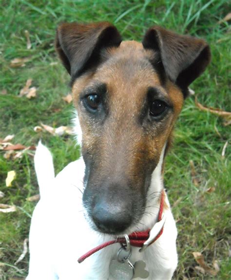 Chancechase Smooth Fox Terrier Rose City Ft Rescue Oregon