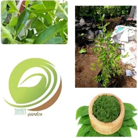 Jual Pusat Benih Tanaman Bibit Tanaman Daun Pacar Arab Pacar Kuku