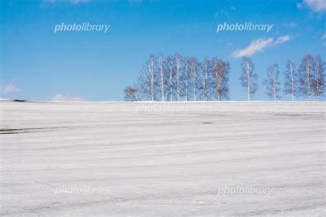 融雪剤が撒かれた雪の畑とシラカバ並木 美瑛町 写真素材 5845553 フォトライブラリー Photolibrary