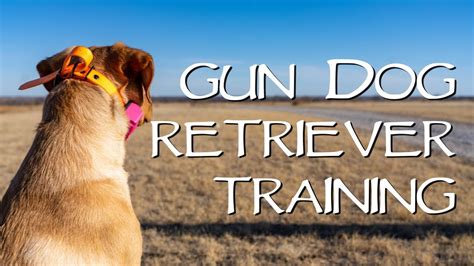 Age To Start Gun Dog Training