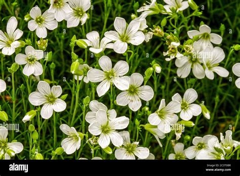 Minuartia Hi Res Stock Photography And Images Alamy